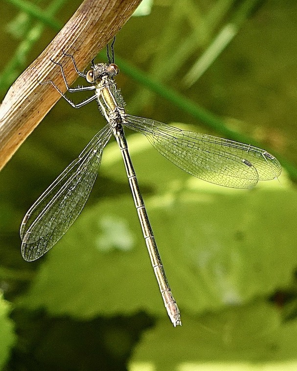 emerald damselfly